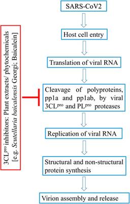 Plant Products as Inhibitors of Coronavirus 3CL Protease